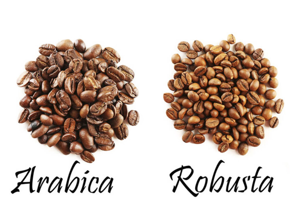 [2021] Hạt cà phê Robusta là gì? Từ A - Z thông tin về loại Café này