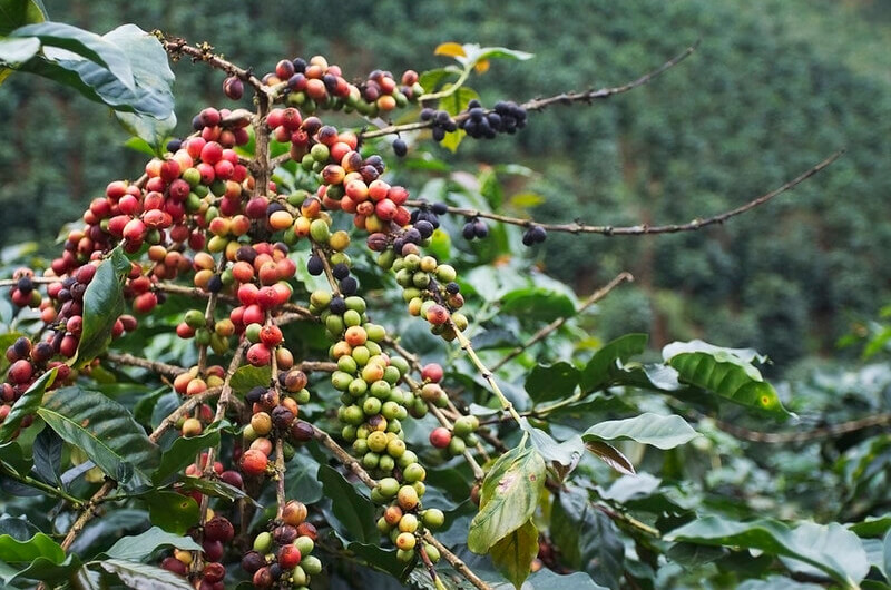 Tất tần tật về Cà phê Catimor thuộc chi Arabica | Đặc điểm, Hương vị