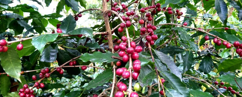 Từ A - Z về Hạt cà phê Arabica Typica | Đặc điểm, Hương vị, Nguồn gốc