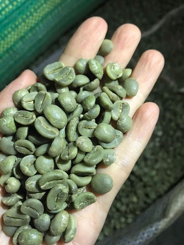 Từ A - Z về Hạt cà phê Moka | Loại cà phê đỉnh cao thuộc dòng Arabica
